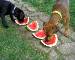 watermelon